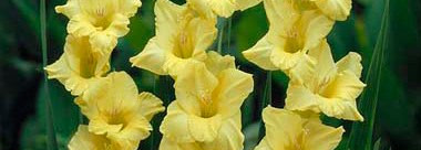 Золотая богиня лета - лак "Golden Goddess" от  Alessandro Nagellack