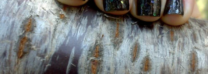 Orly - Androgynie # 40026