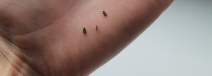 Отзыв: очищающая маска Missha SOS Dark Correct Clay Mask