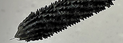 Тушь Le volume mascara Chanel 10. Мнение сквозь годы