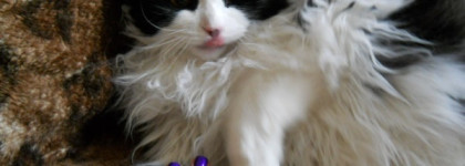 Фиолетовый вырвиглаз Dance Legend 031