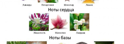 Мой любимый цитрус в шоколаде Covet от Sarah Jessica Parker