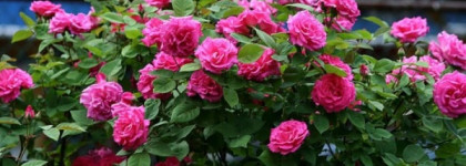 Эликсир от тоски по уходящему лету. Kelly Caleche Eau de Parfum Hermes