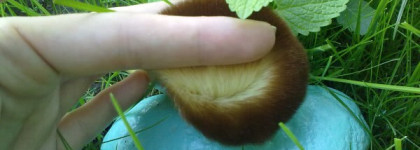 Мои новинки EcoTools Bamboo Bronzer Brush и Real Techniques by Samantha Chapman