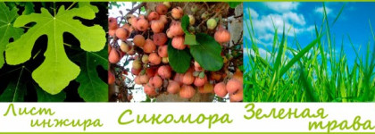 Тенистые сады и скошенная трава в аромате Jardins de Kerylos от Parfumerie Generale