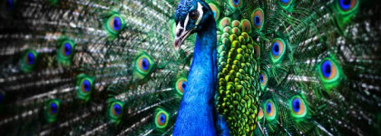 Лак для ногтей Aurelia Professional 405