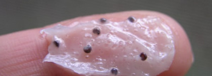 Мятный скраб для губ- Smashbox Emulsion Lip Exfoliator