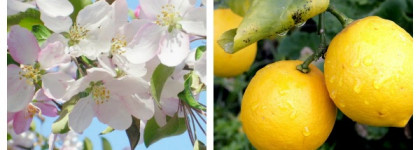 See By Chloe, или аромат моей весны