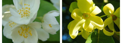 See By Chloe, или аромат моей весны