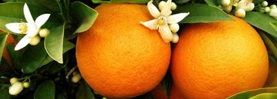 Поиски аромата лета 2012 или  Dior Escale à Parati