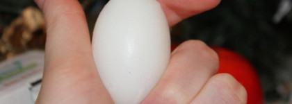 Приготовим яичницу с помидорами по-корейски