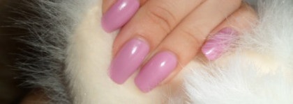 Golden Rose Paris  № 218