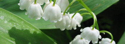 Парфюмированные воды от L'erbolario