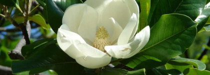 Парфюмированные воды от L'erbolario