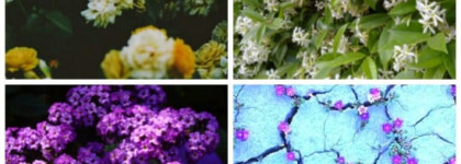 Wish Chopard Eau de Parfum