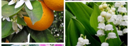 Wish Chopard Eau de Parfum