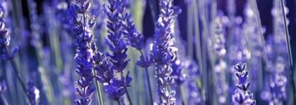 Burberry London for Men, edt