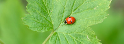 Thierry Mugler Angel Eau de Toilette