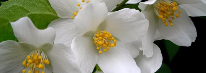 Cafe-Cafe Puro Iced, edt