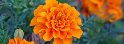 Парфюмы, которые нас покидают