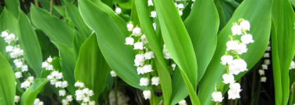 Парфюмы, которые нас покидают