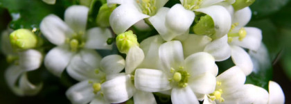 Obsession by Calvin Klein, edp