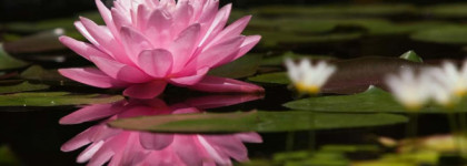 Sea & Sun in Cadaques от Salvador Dali, edt