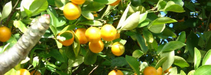 Sea & Sun in Cadaques от Salvador Dali, edt