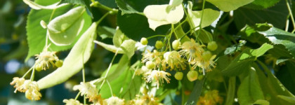 Peace, Love and Juicy Couture - аромат липы