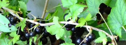 Peace, Love and Juicy Couture - аромат липы