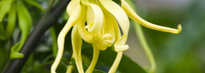 Noble VII Cosmos Flower by Clive Christian, edp