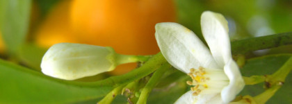 Black Opium Yves Saint Laurent edp