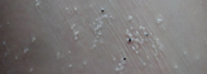 Яркий цитрус