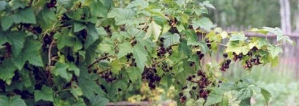 Edgardio Chilini Olifactorium Madness of Blackcurrant - Черная смородина