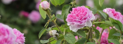 Edenodoratus Hydrosol Rosa Centifolia & Pelargonium Graveolens