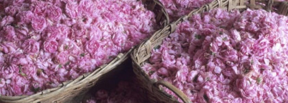 Edenodoratus Hydrosol Rosa Centifolia & Pelargonium Graveolens