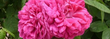 Edenodoratus Hydrosol Rosa Centifolia & Pelargonium Graveolens