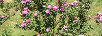 Edenodoratus Hydrosol Rosa Centifolia & Pelargonium Graveolens
