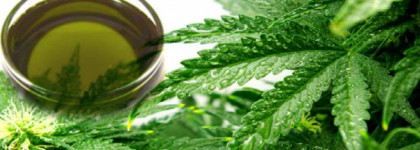 Edenodoratus и Saloos - конопляный баттер