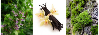 Edgardio Chilini Olifactorium Strawberry Ecstasy