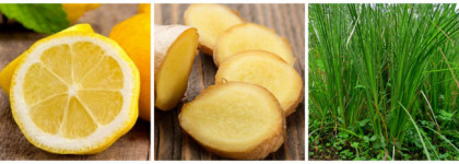 Edgardio Chilini Olifactorium Ginger Spice