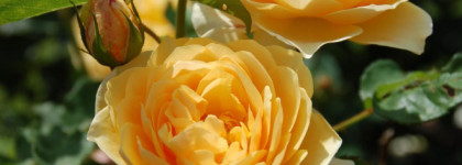 Edgardio Chilini Olifactorium Rose Tea Jam