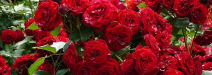 Edgardio Chilini Olifactorium Rose Tea Jam