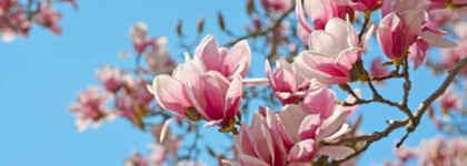 Edgardio Chilini Olifactorium How To Steal A Million - весне дорогу