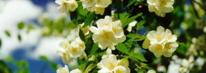 Edgardio Chilini Olifactorium How To Steal A Million - весне дорогу