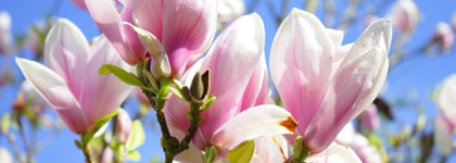 Edgardio Chilini Olifactorium How To Steal A Million - весне дорогу