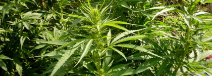 Osmogenes Drug For A Good Girl