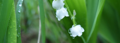 Reflexion Muguet - весне дорогу