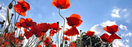 Jo Malone Poppy & Barley - маковые поля под бездонным небом