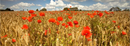 Jo Malone Poppy & Barley - маковые поля под бездонным небом